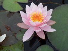 Der Perfekte Seerosen Pflanzkorb Sollte Diese Eigenschaften Haben Der Perfekte Seerosen Pflanzkorb Sollte Diese Eigenschaften Haben