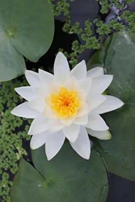 Seerosen Bl tezeit Im Detail Welche Seerose Bl ht Wann G rtner Wissen seerosen-bl-tezeit-im-detail-welche-seerose-bl-ht-wann-g-rtner-wissen