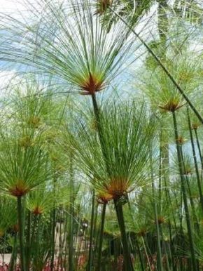 Ist das Zyperngras winterhart Überwinterung von Cyperus alternifolius