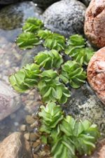Der Schwimmfarn Salvinia natans Gartenteich Ratgeber