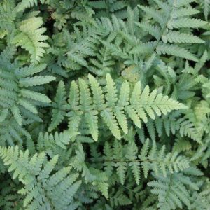 Der Vierblättrige Kleefarn Marsilea quadrifolia Gartenteich Ratgeber
