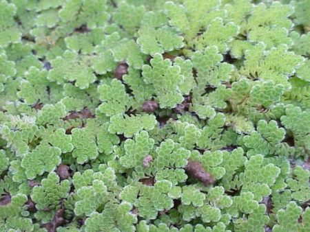 Algenfarn - Azolla spec