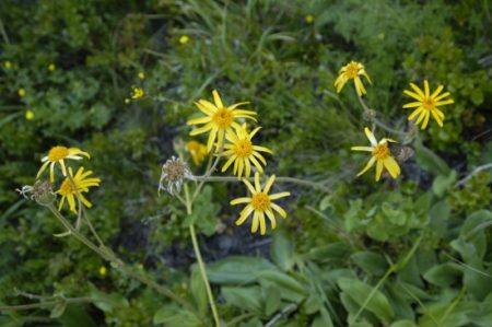 Arnika - Arnica montana