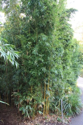 Großer Bambus
