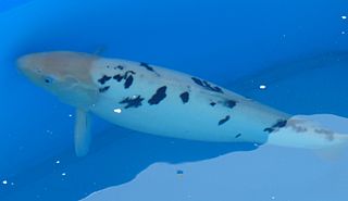 Bekko Koi