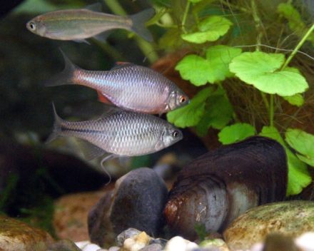 25 robuste Teichfische für den Gartenteich im Überblick Fischarten+Tipps