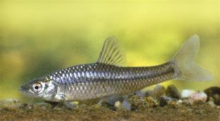 Blaubandbärbling Pseudorasbora parva