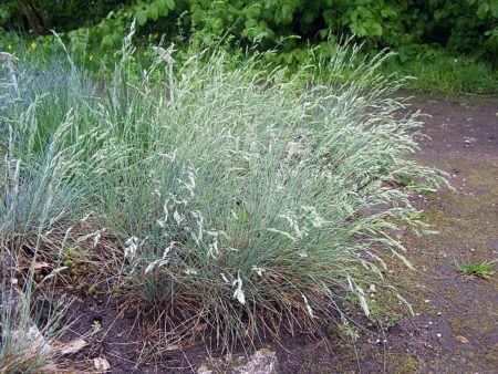 Der Blauschwingel - Festuca cinerea