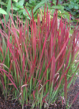 Japanisches Blutgras - Imperata cylindrica