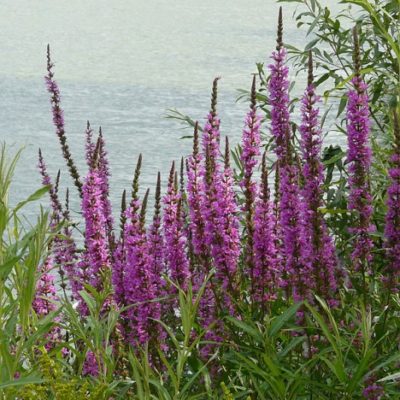 Teichbepflanzung Teichpflanzen für die Uferzone am Gartenteich