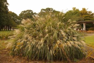 Chinaschilf - Miscanthus sinensis