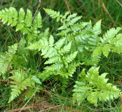Farne am Gartenteich Gartenteich Ratgeber