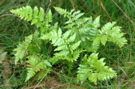 Dornfarn - Dryopteris carthusiana