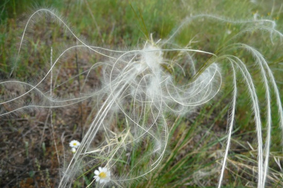 Federgras - Feder von Stipa pennata