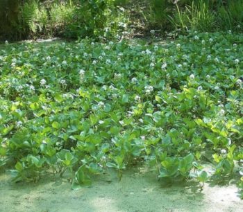 Das Fieberklee Menyanthes trifoliata Gartenteich Ratgeber