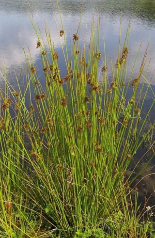 Flatterbinse - Juncus effusus