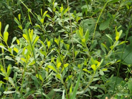 Gagelstrauch - Myrica gale