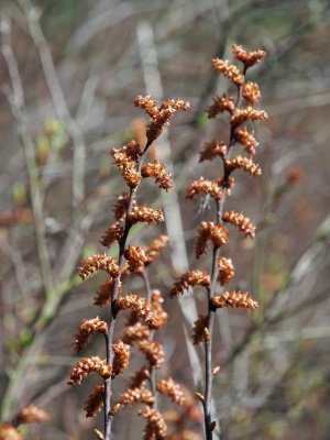 Gagelstrauch mit männlichen Blüten