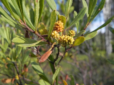 Gagelstrauch mit weiblichen Blüten