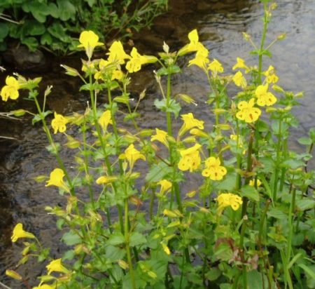 Sumpfpflanzen Im Uberblick Gartenteich Ratgeber