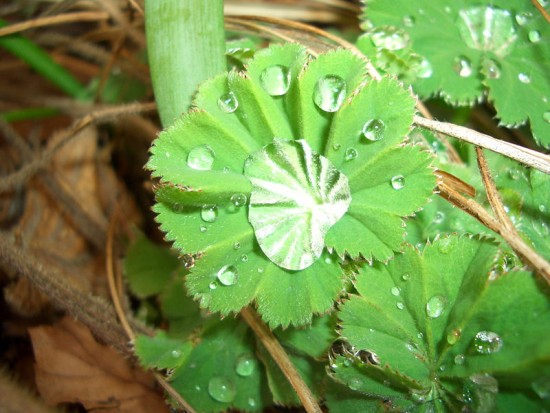 Blatt des Frauenmantels
