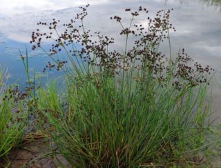 Glanzbinse - Juncus articulatus