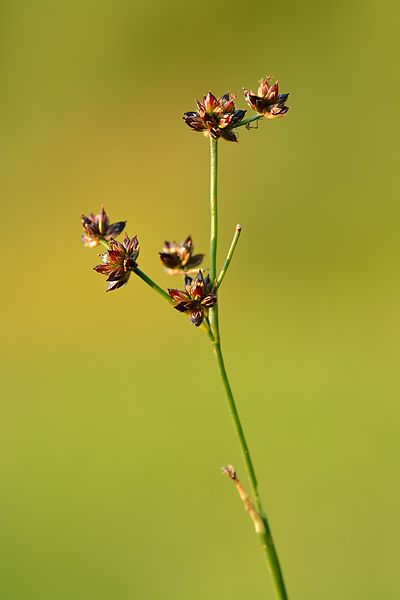Blütenstand der Glanzbinse Juncus articulatus