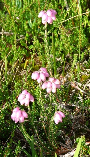 Glockenheide - Erica tetralix