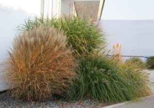 Gartenteich Glossar Ausstiegshilfe Gartenteich Ratgeber