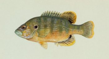 Der Grüne Sonnenbarsch Lepomis cyanellus Gartenteich Ratgeber