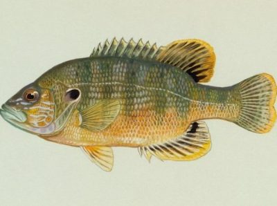 Fische für den Gartenteich im Überblick Gartenteich Ratgeber