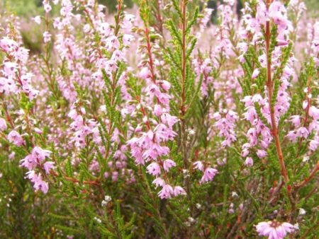 Heidekraut oder Besenheide - Calluna vulgaris