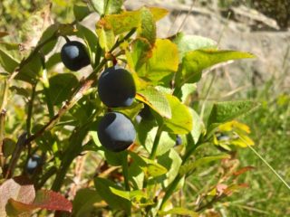 Heidelbeere - Vaccinium myrtillus