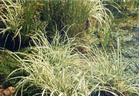 Japan-Segge - Carex morrowii