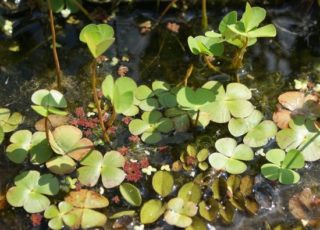 Vierblättrige Kleefarn - Marsilea quadrifolia