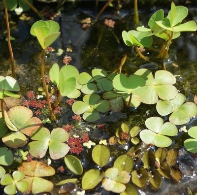 Farne am Gartenteich Gartenteich Ratgeber