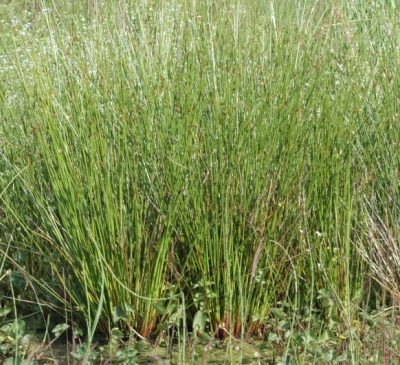 Binsen im Überblick Gartenteich Ratgeber