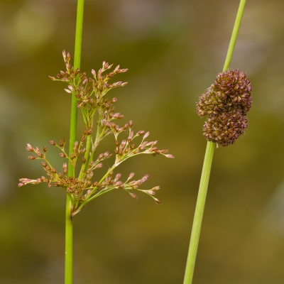 Blütenstände von Flatterbinse (links) und Knäuelbinse (rechts) im Vergleich