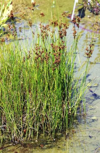 Knollenbinse - Juncus compressus