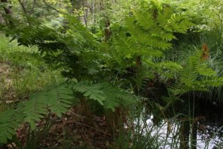 Königsfarn - Osmunda regalis