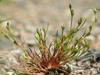 Krötenbinse - Juncus bufonius