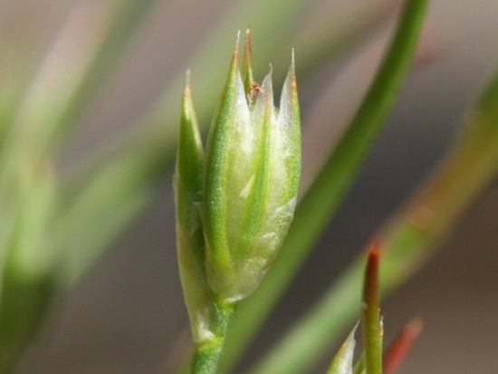 Nahaufnahme einer einzelnen Blüte der Krötenbinse