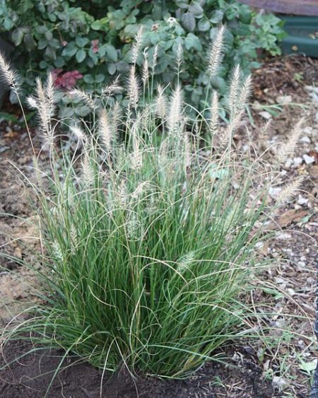 Lampenputzergras - Pennisetum alopecuroides