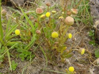 Laugenblume