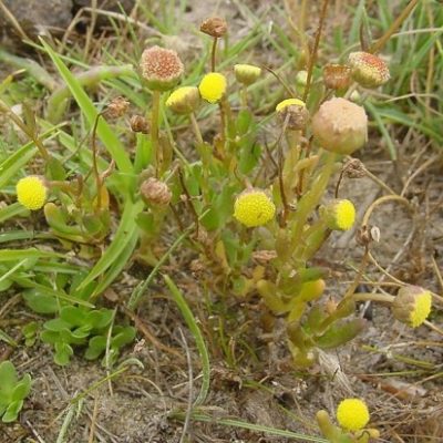 Sumpfpflanzen im Überblick Gartenteich Ratgeber