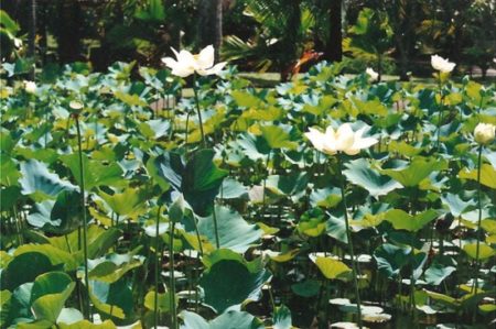 Die Lotusblume - Nelumbo spec