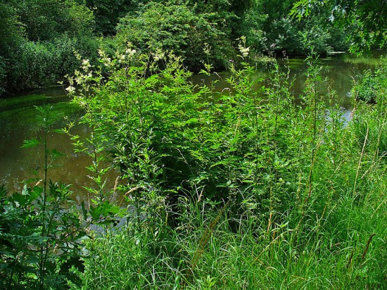 Filipendula ulmaria - Mädesüß