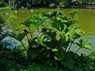 Mammutblatt - Gunnera manicata