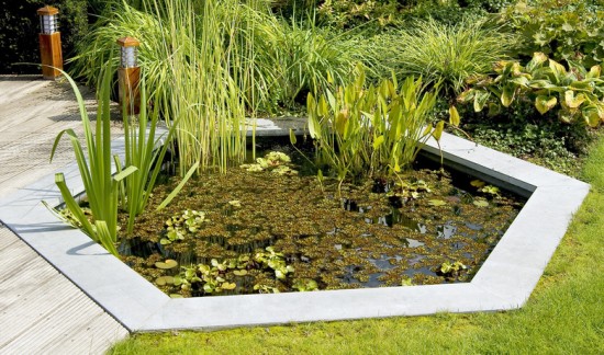 Schwimmfarn und Seerosen