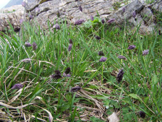 Moor-Blaugras - Sesleria caerulea